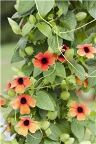 - Thunbergia alata  - Thunbergia alata