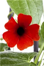 - Thunbergia alata  - Thunbergia alata