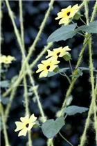 - Thunbergia alata  - Thunbergia alata