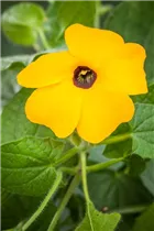 - Thunbergia alata  - Thunbergia alata