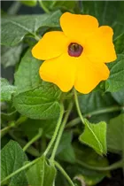 - Thunbergia alata  - Thunbergia alata