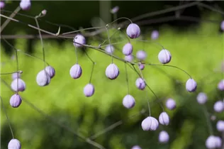  - Thalictrum delavayi