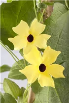  - Thunbergia alata 'Lemon Star'