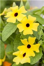  - Thunbergia alata 'Lemon Star'
