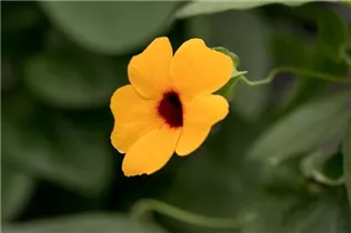  - Thunbergia alata 'Sunny Susy'