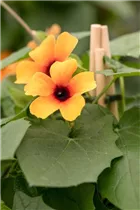  - Thunbergia alata 'Sunny Susy'