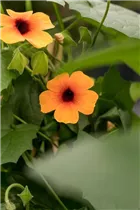  - Thunbergia alata 'Sunny Susy'