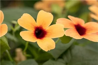  - Thunbergia alata 'Sunny Susy'