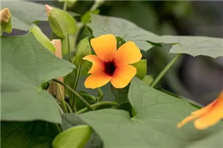  - Thunbergia alata 'Sunny Susy'