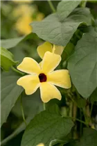  - Thunbergia alata 'Sunny Susy'