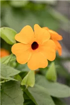  - Thunbergia alata 'Sunny Susy'
