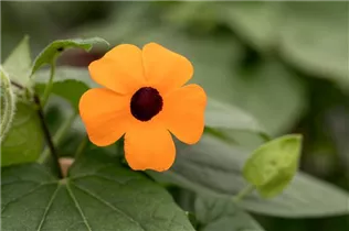  - Thunbergia alata 'Sunny Susy'