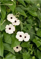  - Thunbergia alata 'Sunny Susy'