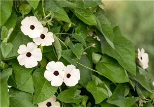  - Thunbergia alata 'Sunny Susy'