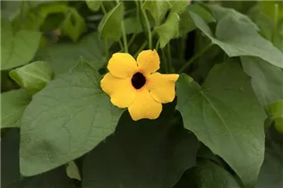 - Thunbergia alata 'TowerPower'