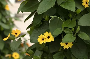  - Thunbergia alata 'TowerPower'