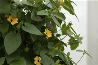  - Thunbergia alata 'TowerPower'