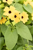  - Thunbergia alata 'TowerPower'