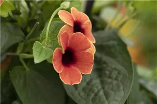  - Thunbergia alata 'TowerPower'