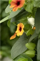  - Thunbergia alata 'TowerPower'