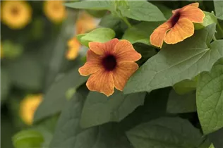  - Thunbergia alata 'TowerPower'