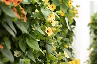  - Thunbergia alata 'TowerPower'