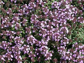  - Thymus herba-barona