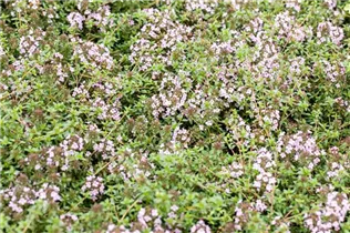  - Thymus herba-barona