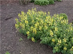  - Thermopsis lanceolata
