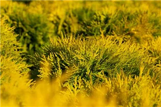  - Thuja occidentalis 'Amber Glow'