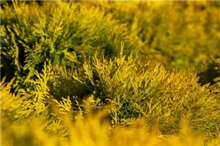  - Thuja occidentalis 'Amber Glow'