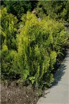  - Thuja occidentalis 'Aurea Nana'