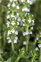  - Thymus vulgaris 'Fragrantissimus'
