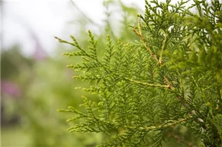  - Thuja occidentalis 'Brabant'