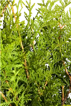  - Thuja occidentalis 'Brabant'
