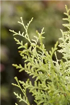  - Thuja occidentalis 'Brabant'