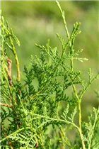  - Thuja occidentalis 'Brabant'