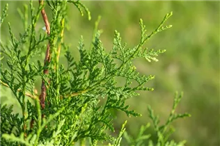  - Thuja occidentalis 'Brabant'
