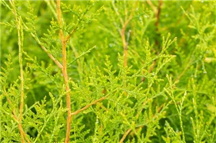  - Thuja occidentalis 'Brabant'