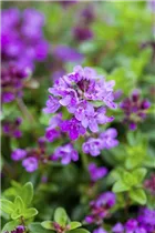 - Thymus serpyllum 'Coccineus'  - Thymus serpyllum 'Coccineus'