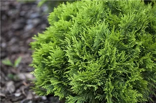  - Thuja occidentalis 'Little Gem'