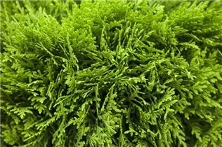  - Thuja occidentalis 'Danica'