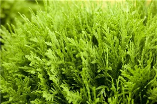  - Thuja occidentalis 'Danica'
