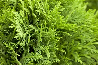  - Thuja occidentalis 'Danica'