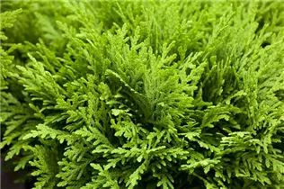 - Thuja occidentalis 'Danica'
