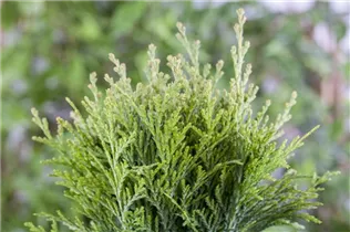  - Thuja occidentalis 'Danica'
