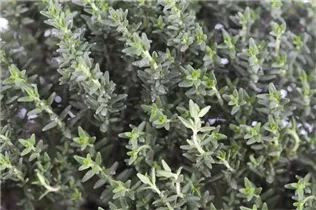  - Thymus vulgaris