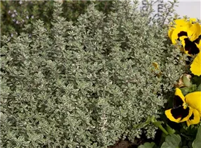  - Thymus vulgaris 'Fragrantissimus'