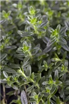 - Thymus vulgaris 'Faustini'  - Thymus vulgaris 'Faustini'
