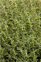 - Thymus vulgaris 'Faustini'  - Thymus vulgaris 'Faustini'